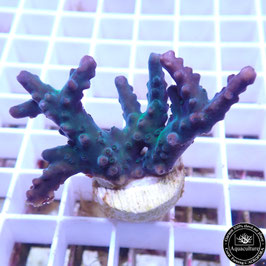 Acropora austera (Réf. 3-44)