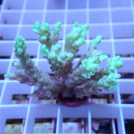 Acropora aculeus Australie (Réf. 1-36)
