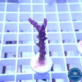 Acropora AS valida violet (Réf. 5-13)