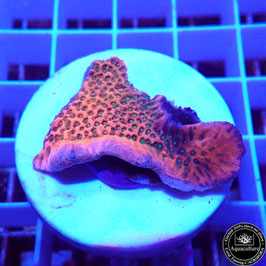 Montipora Tropic Thunder (2)