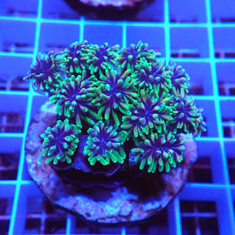 Galaxea fascicularis Premium (1)