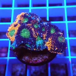 Acanthastrea echinata Ultra (Réf. AE-26)