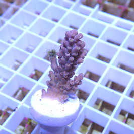 Acropora Sp. Indo. (Réf. 0-33)