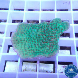Montipora plateau vert bords mauves (3)