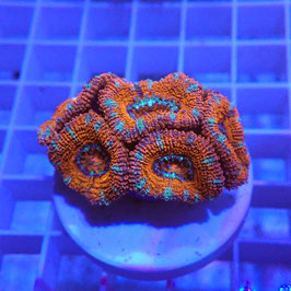 Acanthastrea lordhowensis (Réf. AL-18)