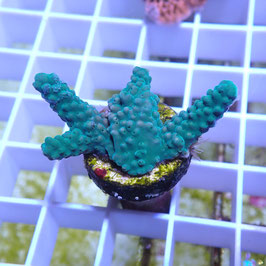 Acropora formosa (Réf. 2-19)