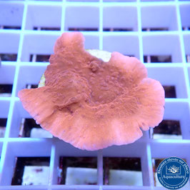 Montipora plateau rouge (2)