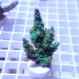 Acropora tenuis Indo. (Réf. 0-33)