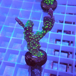 Montipora hirsuta polypes fluos (2)