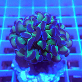 Euphyllia parancora bicolore Indo.