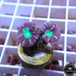Caulastrea bicolore Australie (2)