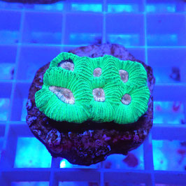 Favia bicolore (11)