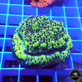 Montipora encroûtant vert fluo (3)