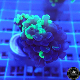 Euphyllia parancora bicolore (Réf. EU-09)