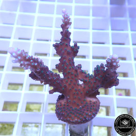 Acropora Blueberry Mint (Réf. 4-00)