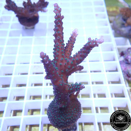 Acropora "Blueberry Mint" (Réf. 4-05)
