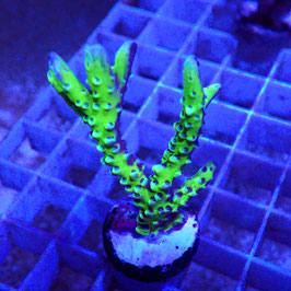 Anacropora Green Goblin (6)