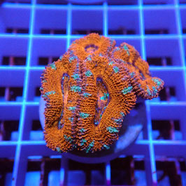 Acanthastrea lordhowensis (Réf. AL-19)
