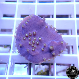 Turbinaria reniformis mauve bords jaunes