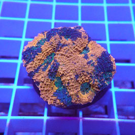 Acanthastrea echinata Premium (Réf. AE-12)