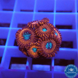 Zoanthus Red Magician (2)
