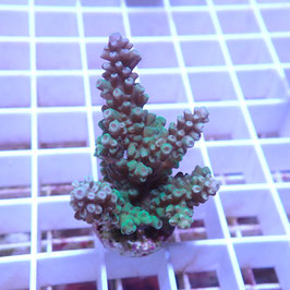 Acropora nasuta Indo. (Réf. 0-44)