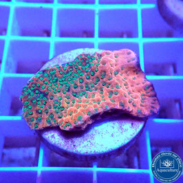 Montipora Tropic Thunder (2)