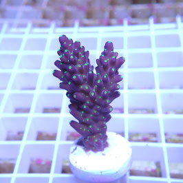 Acropora nana polypes fluos Indo. (Réf. 0-36)