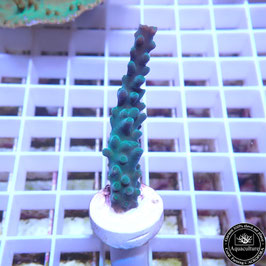 Acropora tortuosa (Réf. 1-06)