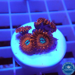 Zoanthus Red Magician (4)