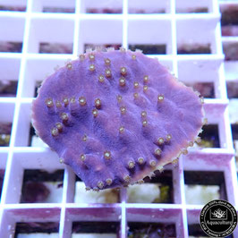 Turbinaria reniformis mauve bords jaunes (2)