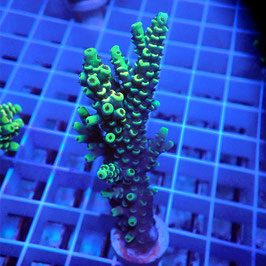 Acropora tenuis Indo. (Réf. 2-09)