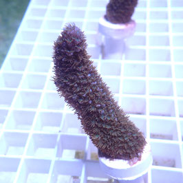 Acropora abrolhosensis bleu (Réf. 0-20)