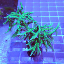 Seriatopora hystrix vert