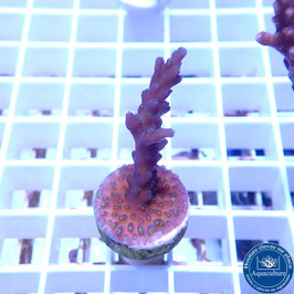 Acropora AS valida violet (Réf. 5-15)