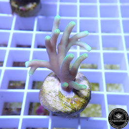 Acropora caroliniana (Réf. 1-12)