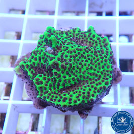 Montipora spongodes (4)