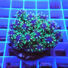 Galaxea fascicularis Premium (4)