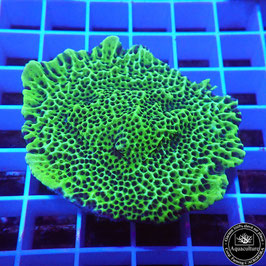 Montipora spongodes (3)