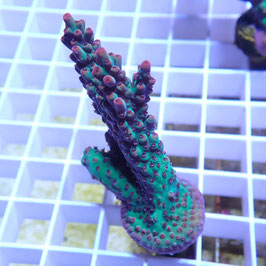 Acropora microclados Strawberry Shortcake (Réf. SSC-02)
