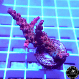 Acropora Pink divaricata (Réf. 0-10)