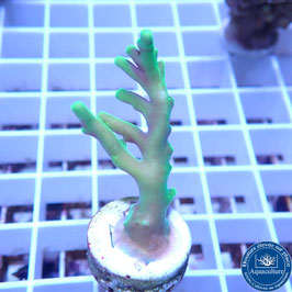 Acropora AS caroliniana (Réf. 5-20)