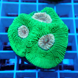 Favia bicolore (6)