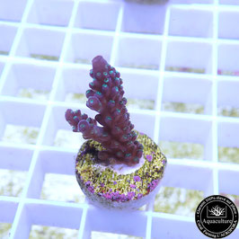 Acropora "Blueberry Mint" (Réf. 0-09)