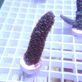 Acropora abrolhosensis bleu (Réf. 0-24)