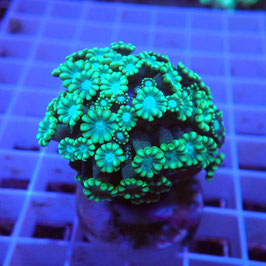 Alveopora bicolore