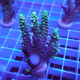 Acropora tenuis Indo. (Réf. 2-06)