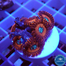 Zoanthus Red Magician (7)