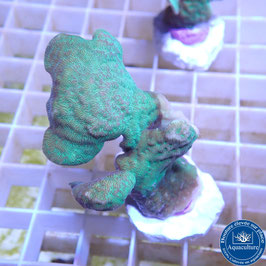 Pavona cactus vert (2)