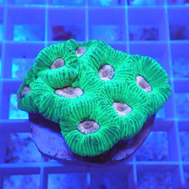 Favia bicolore (15)
